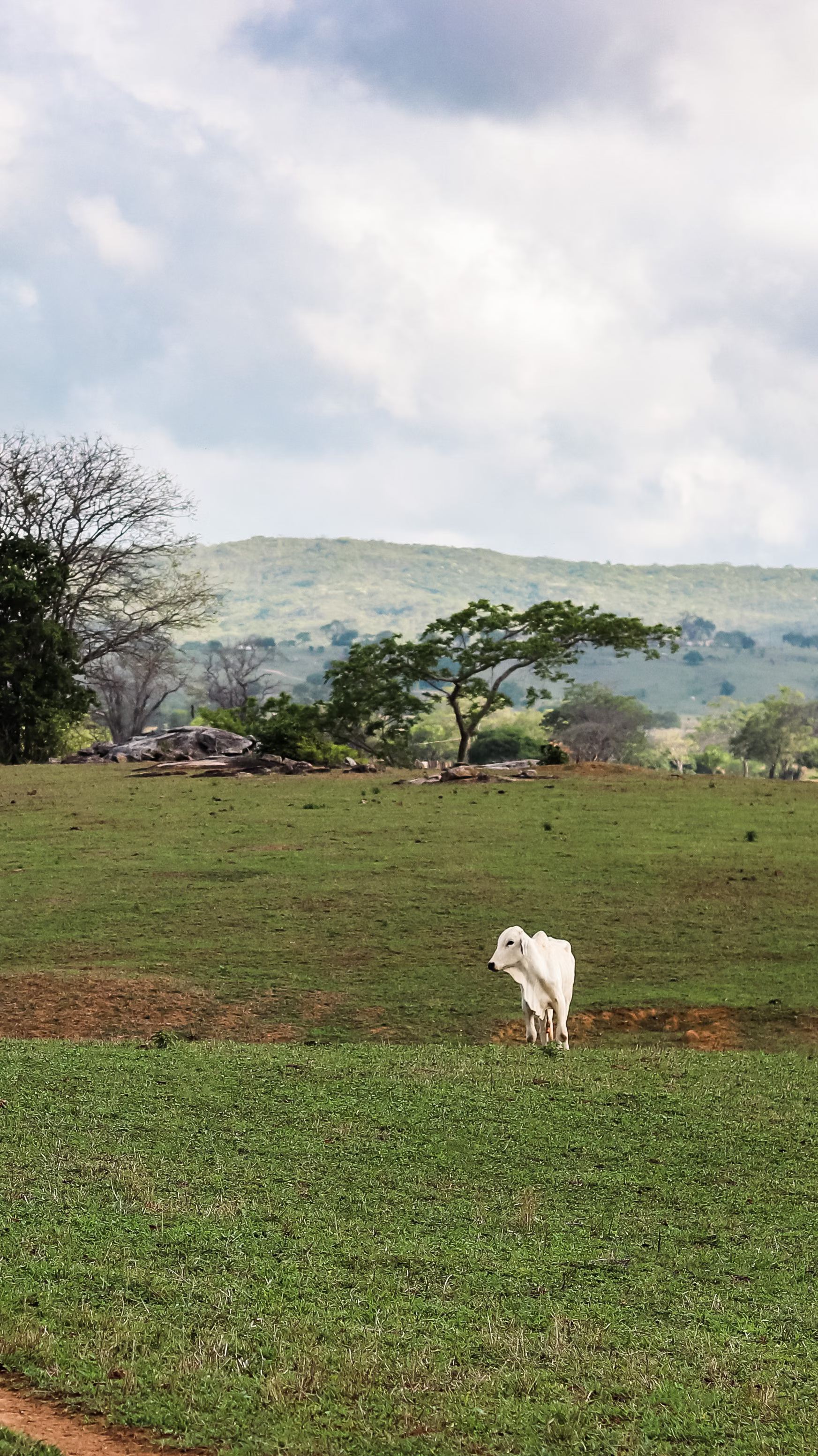 Llanos Orientales